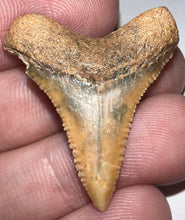 Load image into Gallery viewer, Chilean Fossil Juvenile Great White Shark Tooth 1.225 Inches
