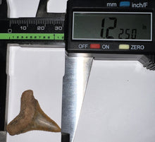 Load image into Gallery viewer, Chilean Fossil Juvenile Great White Shark Tooth 1.225 Inches
