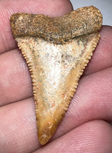 Load image into Gallery viewer, Chilean Fossil Great White Shark Tooth 1.46 Inches
