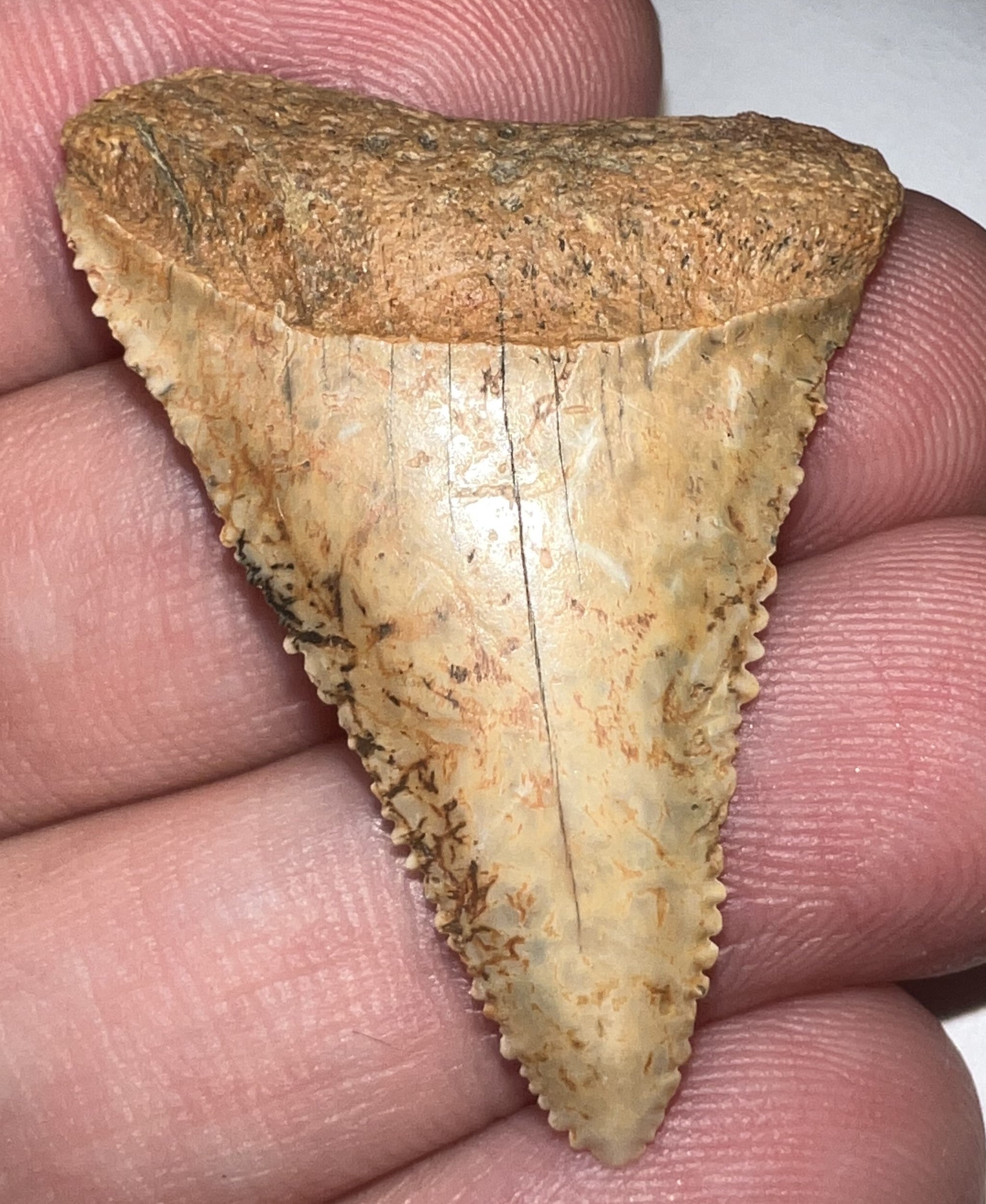 Large Chilean Fossil Great White Shark Tooth 1.527 Inches