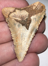 Load image into Gallery viewer, Large Chilean Fossil Great White Shark Tooth 1.527 Inches
