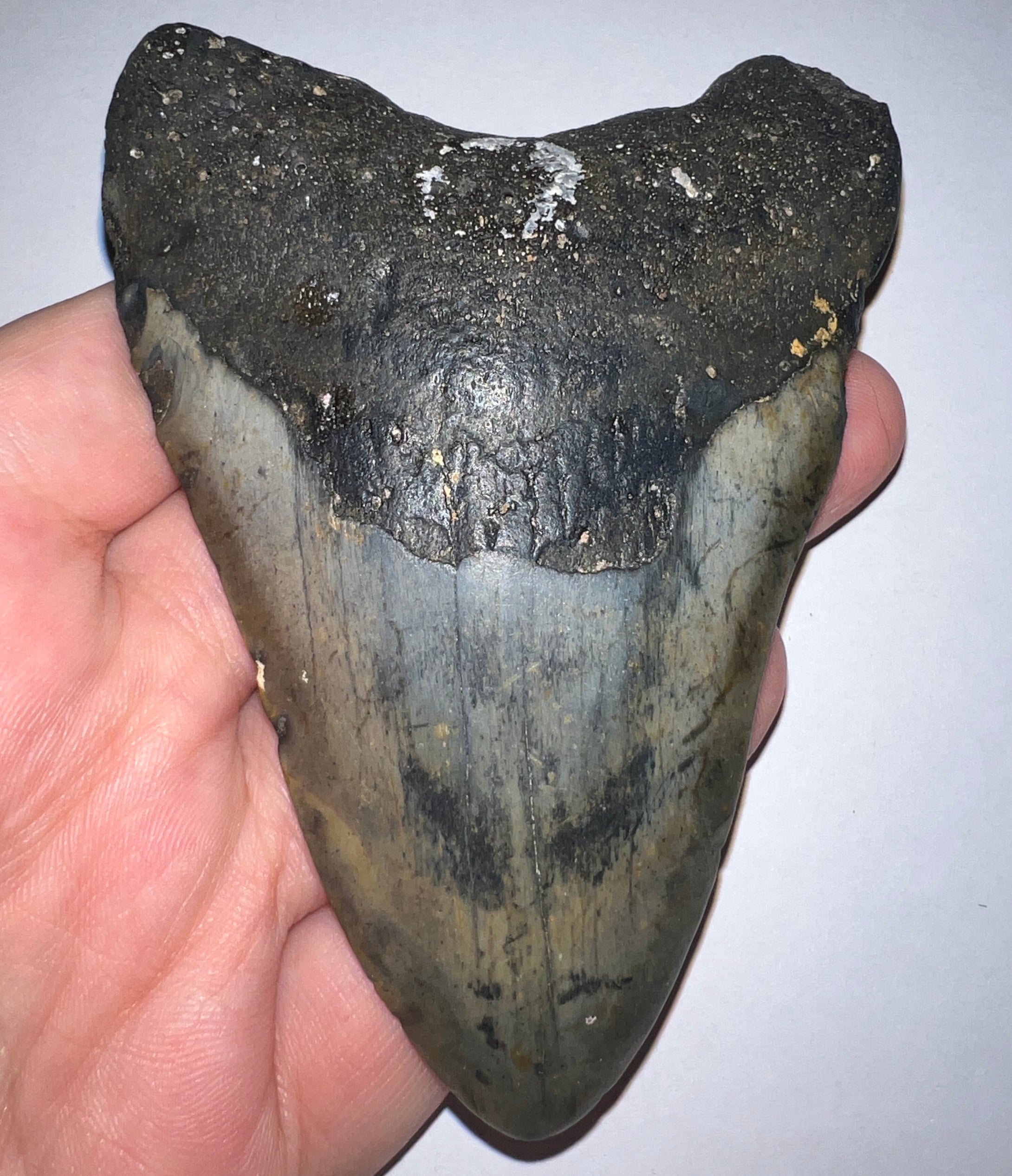 Large Megalodon Fossil Shark Tooth 4.14 Inches! Not Repaired!