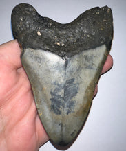 Load image into Gallery viewer, Large Megalodon Fossil Shark Tooth 4.14 Inches! Not Repaired!
