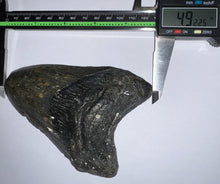 Load image into Gallery viewer, Huge Megalodon Fossil Shark Tooth 4.92 Inches! Not Repaired!
