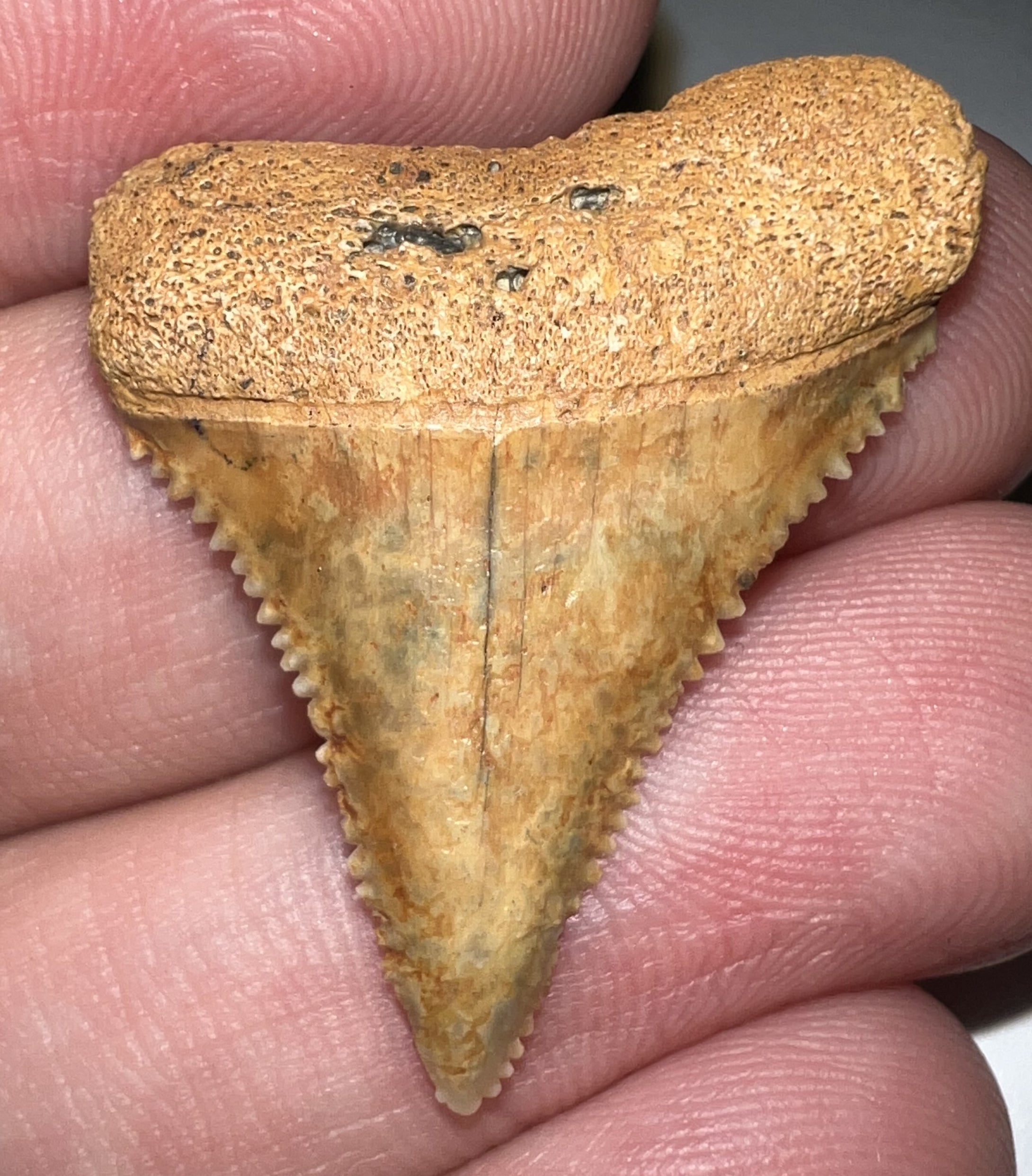 Chilean Fossil Great White Shark Tooth 1.29 Inches