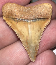 Load image into Gallery viewer, Chilean Fossil Great White Shark Tooth 1.29 Inches
