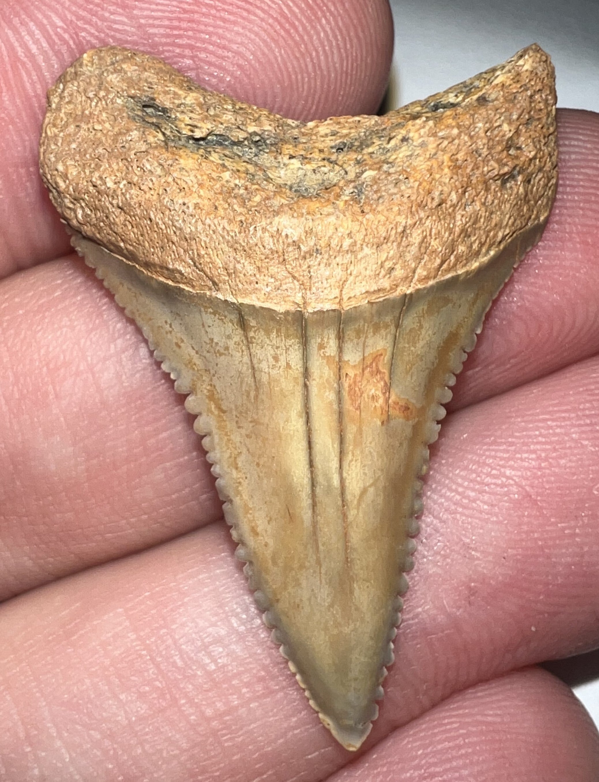 Chilean Fossil Great White Shark Tooth 1.42 Inches