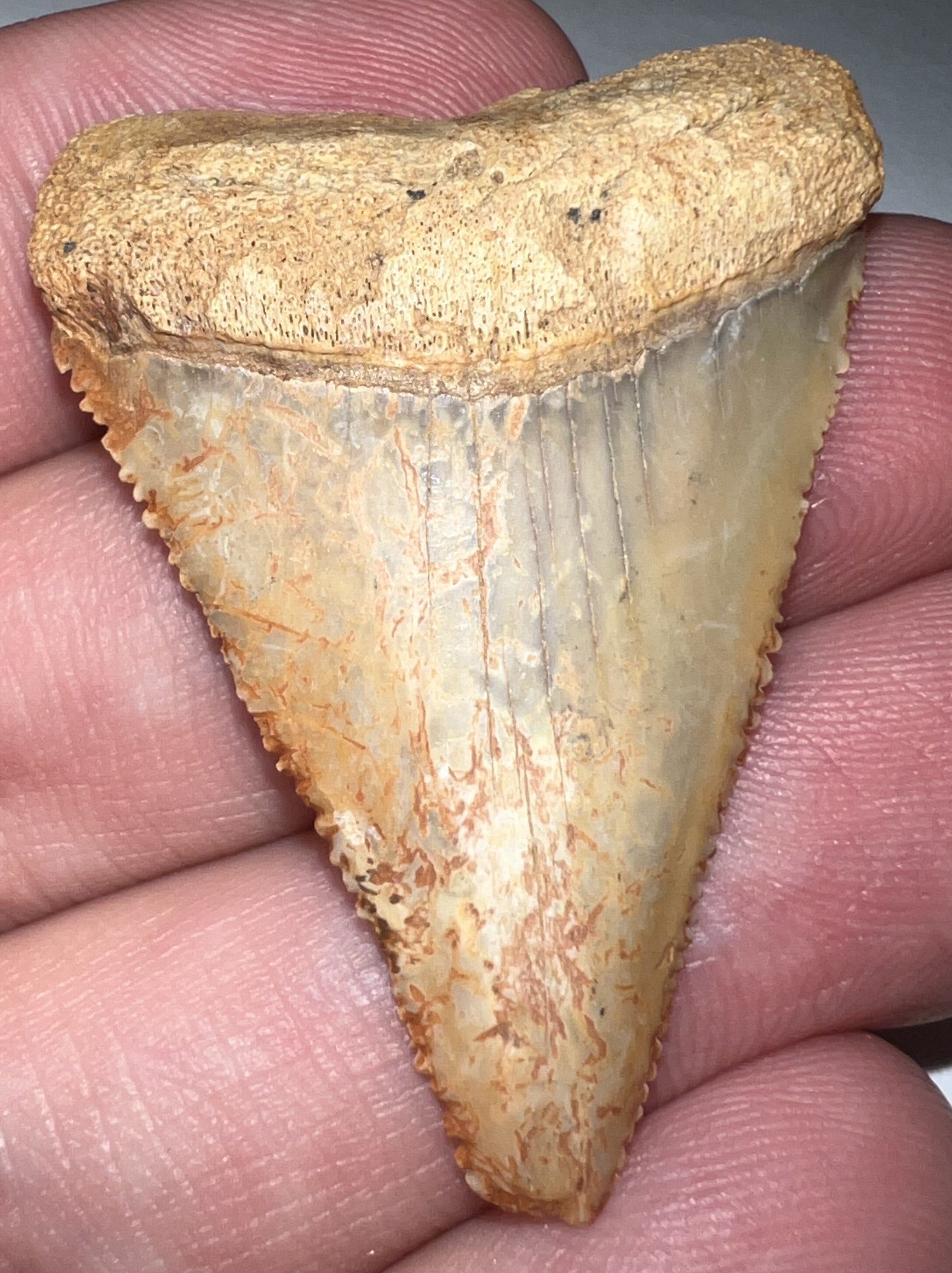 Large Chilean Fossil Great White Shark Tooth 1.682 Inches