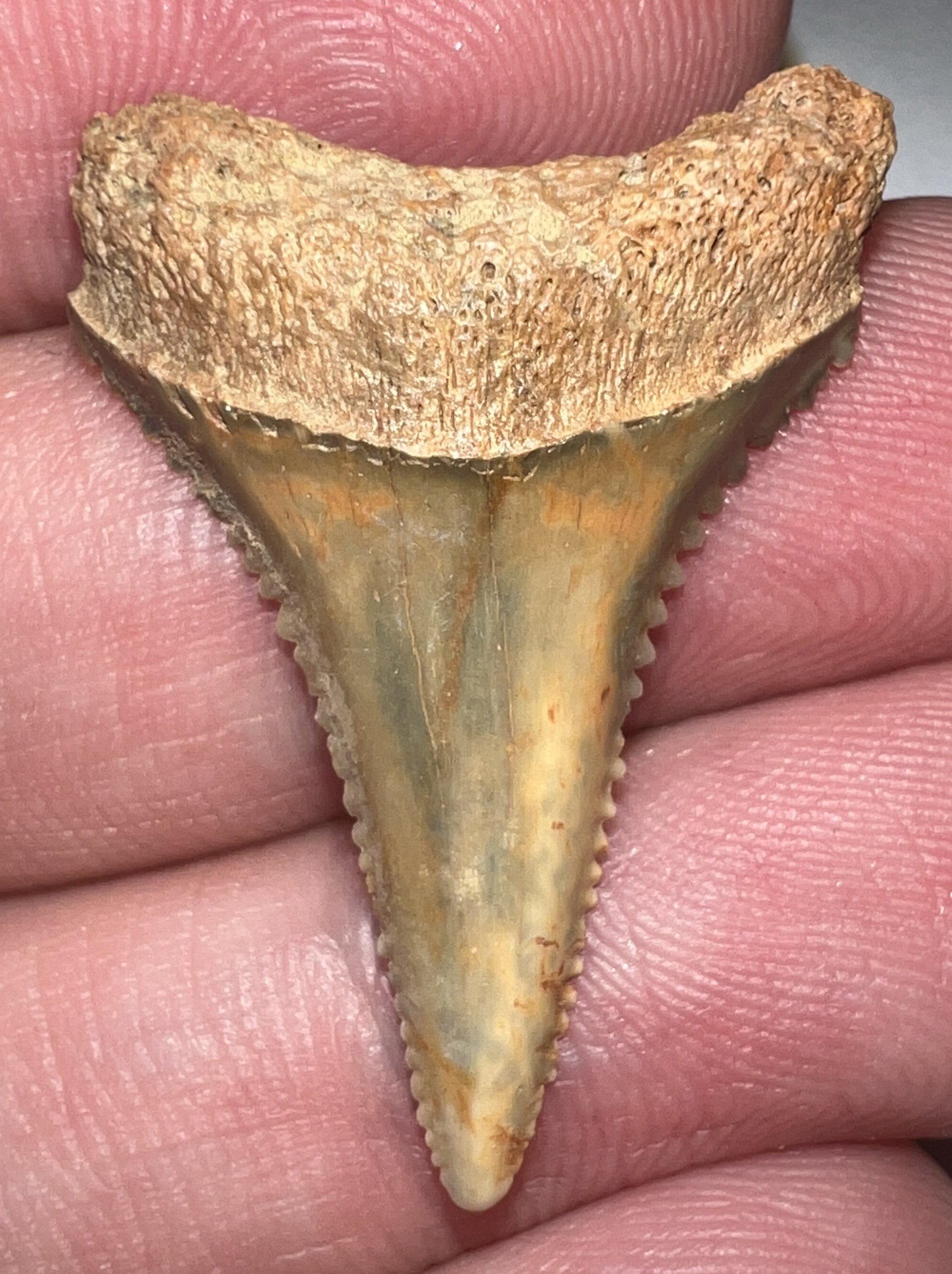 Chilean Fossil Great White Shark Tooth 1.26 Inches