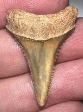 Load image into Gallery viewer, Chilean Fossil Great White Shark Tooth 1.26 Inches
