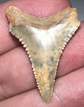 Load image into Gallery viewer, Chilean Fossil Great White Shark Tooth 1.26 Inches
