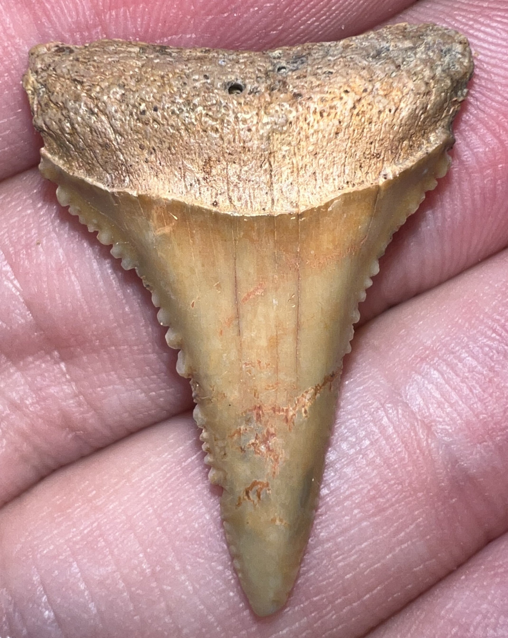 Chilean Fossil Great White Shark Tooth 1.239 Inches