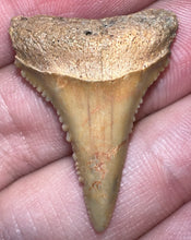 Load image into Gallery viewer, Chilean Fossil Great White Shark Tooth 1.239 Inches
