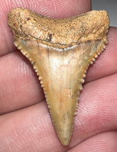 Load image into Gallery viewer, Chilean Fossil Great White Shark Tooth 1.239 Inches
