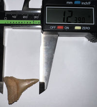 Load image into Gallery viewer, Chilean Fossil Great White Shark Tooth 1.239 Inches
