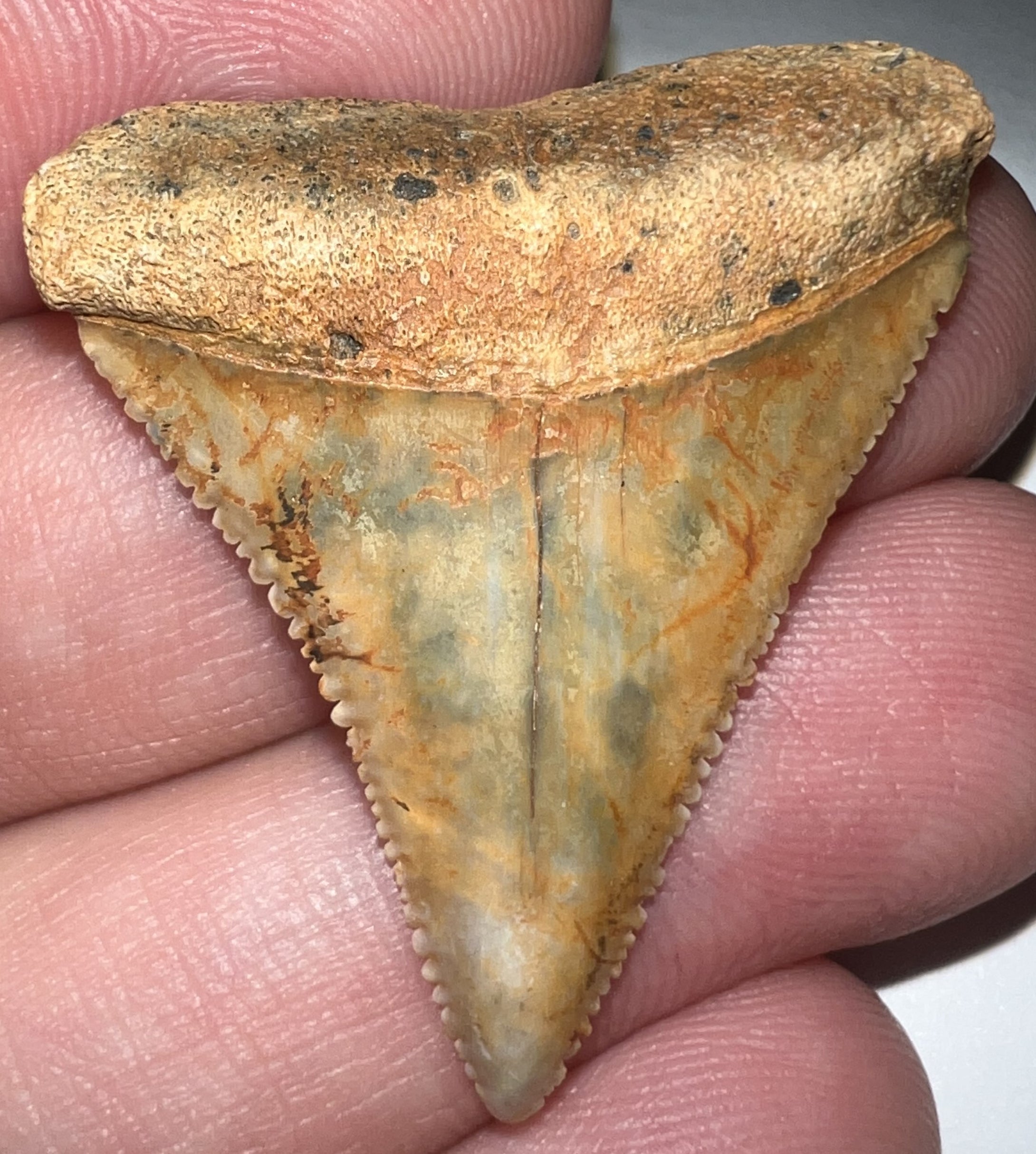 Chilean Fossil Great White Shark Tooth 1.4 Inches