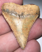 Load image into Gallery viewer, Chilean Fossil Great White Shark Tooth 1.4 Inches
