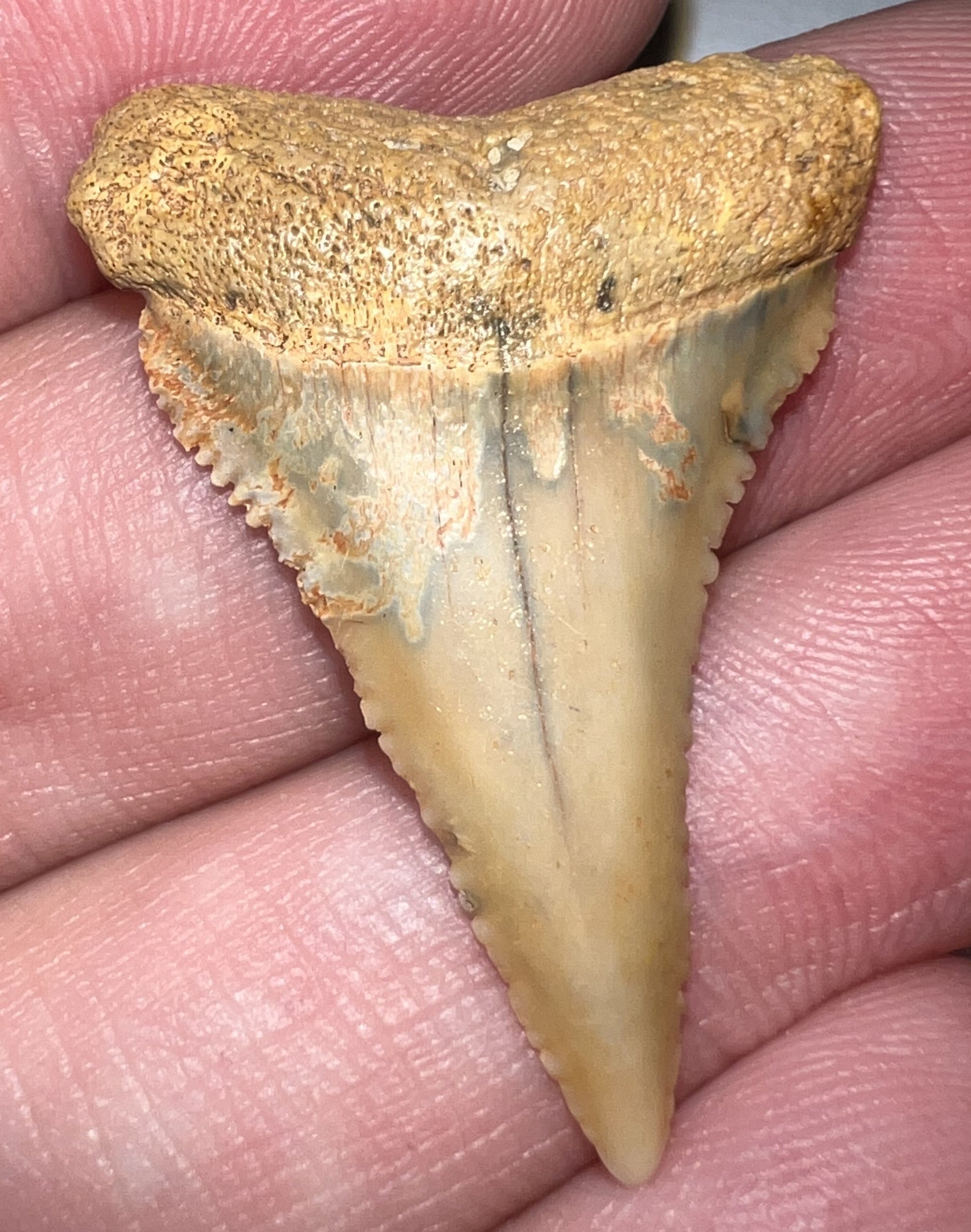 Chilean Fossil Great White Shark Tooth 1.345 Inches