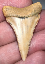 Load image into Gallery viewer, Chilean Fossil Great White Shark Tooth 1.345 Inches
