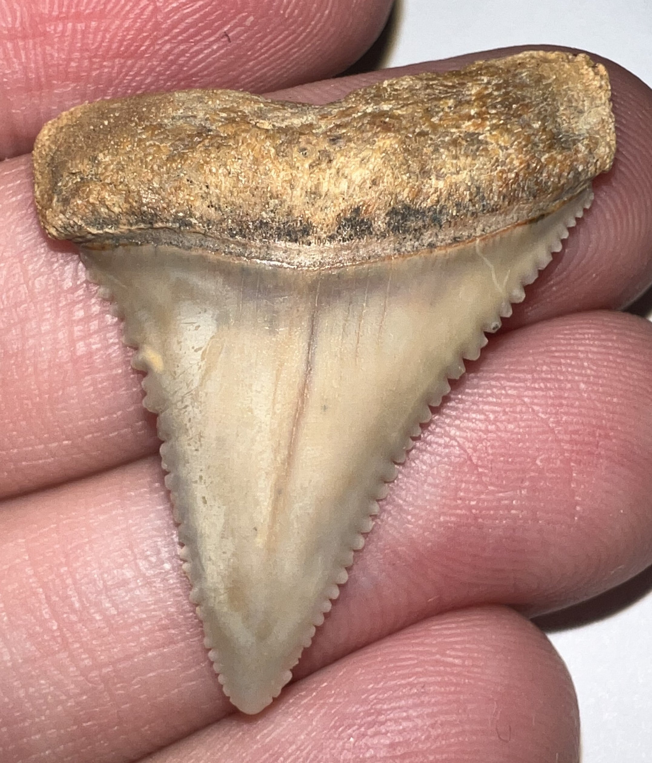 Chilean Fossil Great White Shark Tooth 1.34 Inches