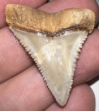 Load image into Gallery viewer, Chilean Fossil Great White Shark Tooth 1.34 Inches
