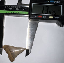 Load image into Gallery viewer, Chilean Fossil Great White Shark Tooth 1.34 Inches
