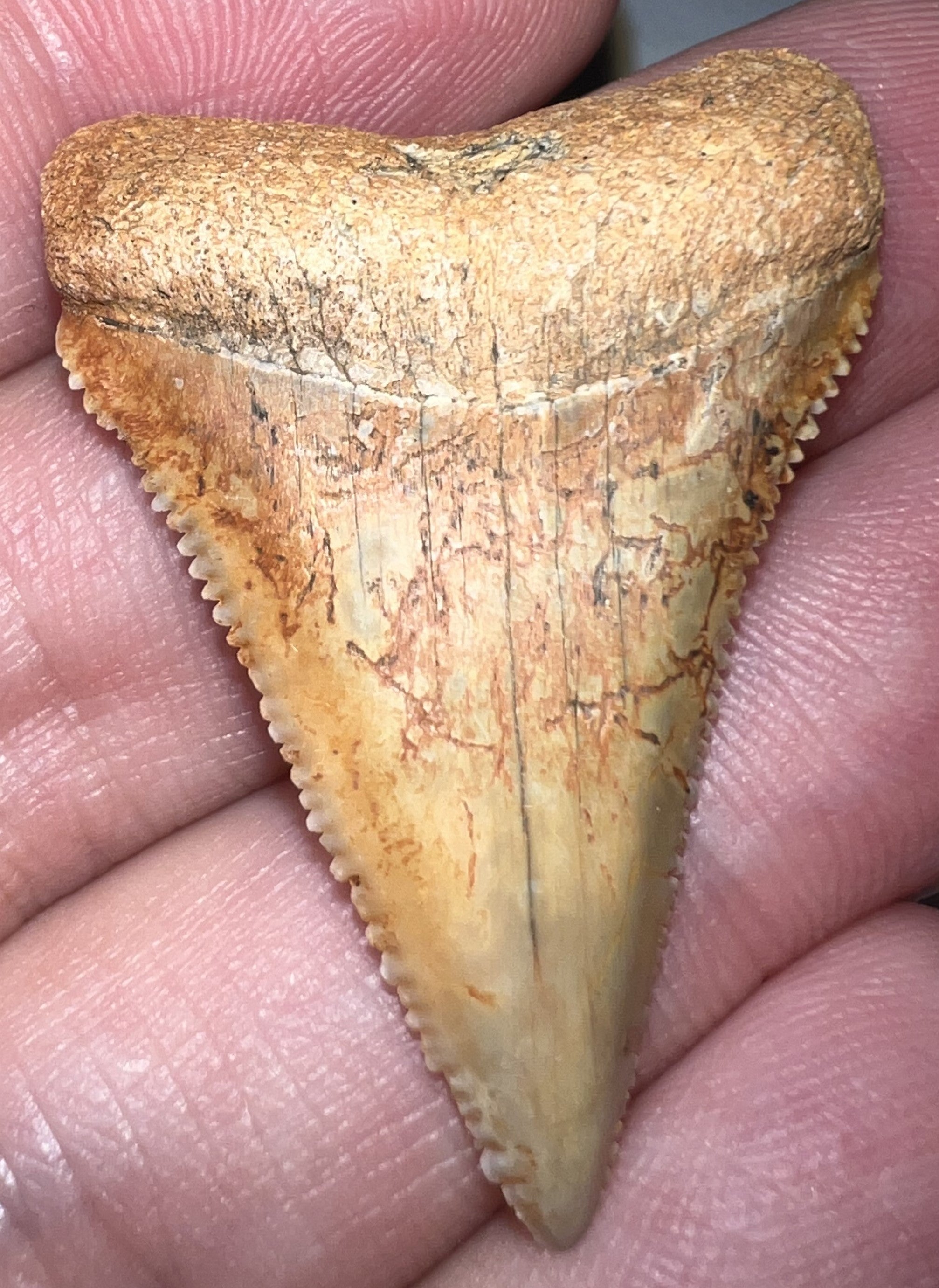 Large Chilean Fossil Great White Shark Tooth 1.544 Inches