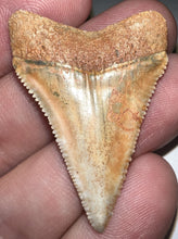 Load image into Gallery viewer, Large Chilean Fossil Great White Shark Tooth 1.544 Inches
