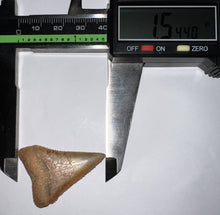 Load image into Gallery viewer, Large Chilean Fossil Great White Shark Tooth 1.544 Inches
