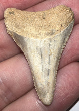 Load image into Gallery viewer, Large Chilean Fossil Great White Shark Tooth 1.635 Inches
