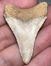 Load image into Gallery viewer, Large Chilean Fossil Great White Shark Tooth 1.635 Inches
