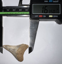 Load image into Gallery viewer, Large Chilean Fossil Great White Shark Tooth 1.635 Inches
