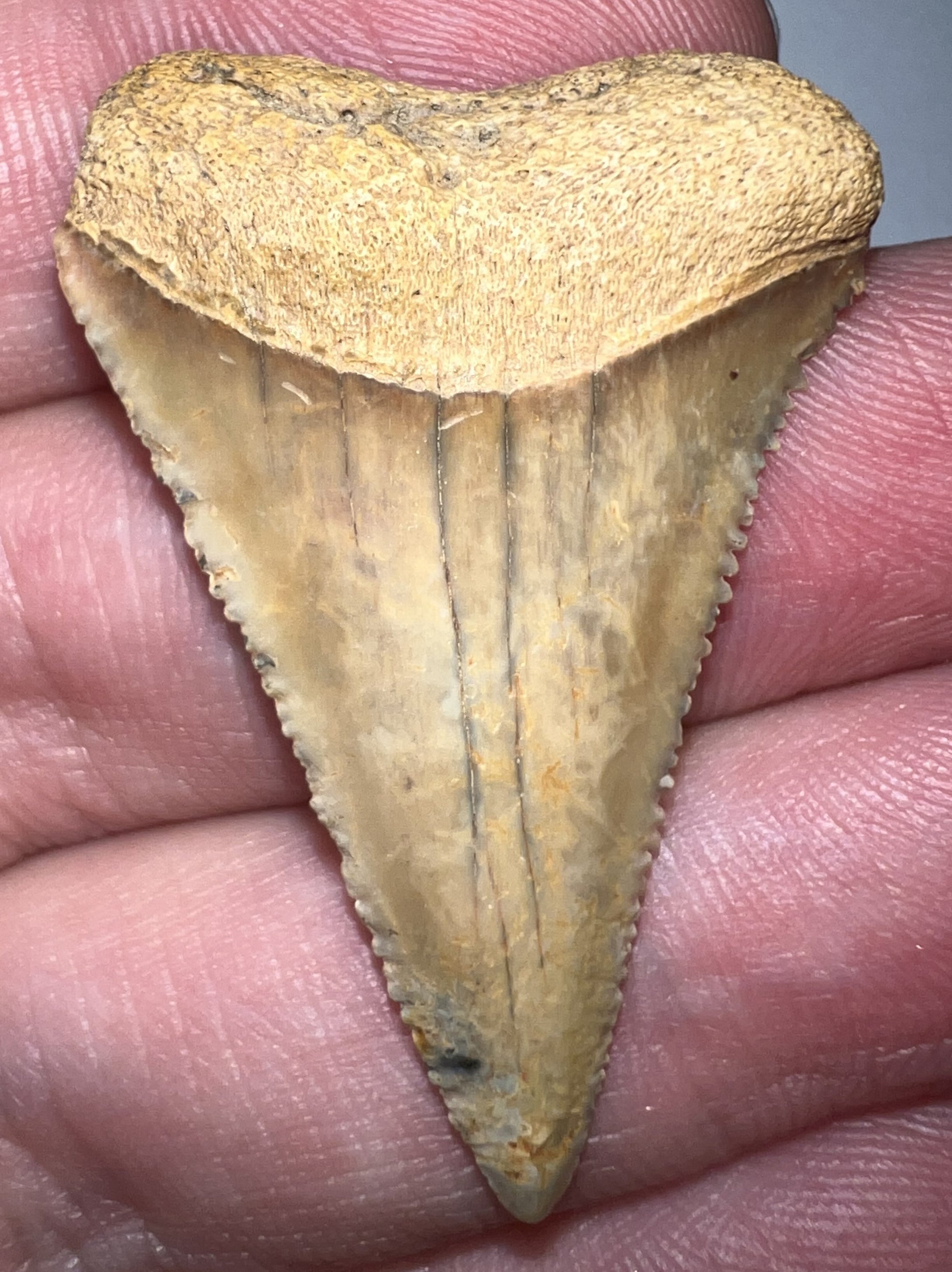 Large Chilean Fossil Great White Shark Tooth 1.6 Inches