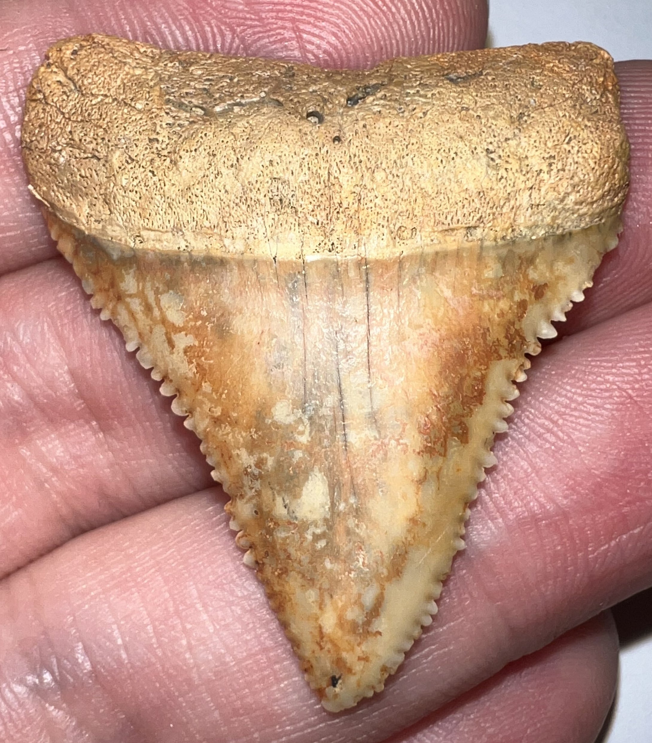 Large Chilean Fossil Great White Shark Tooth 1.6 Inches