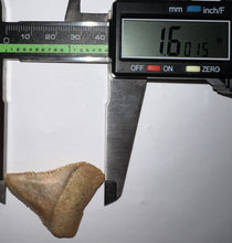 Load image into Gallery viewer, Large Chilean Fossil Great White Shark Tooth 1.6 Inches
