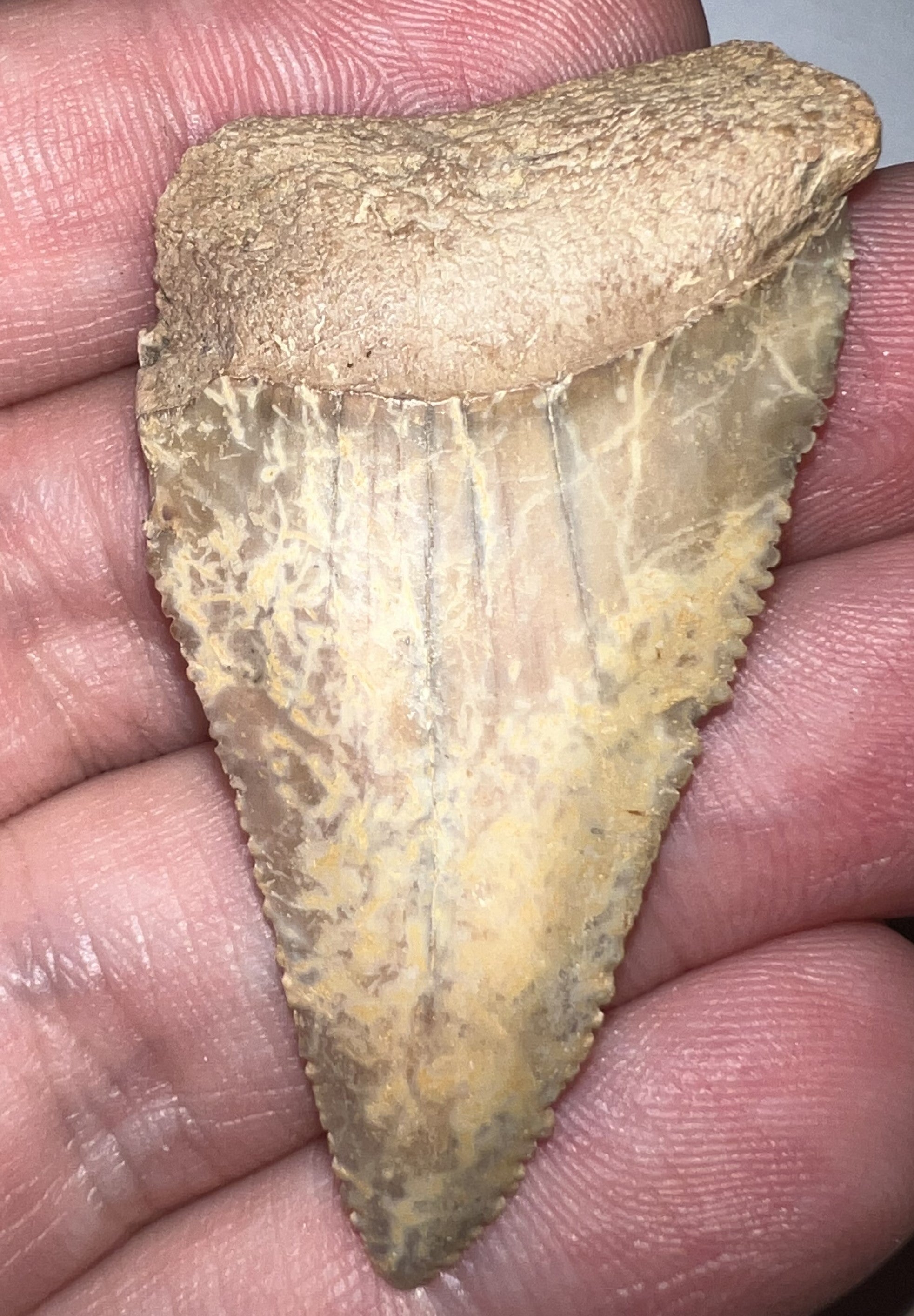 Huge Chilean Fossil Great White Shark Tooth 2+ Inches