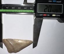 Load image into Gallery viewer, Huge Chilean Fossil Great White Shark Tooth 2+ Inches
