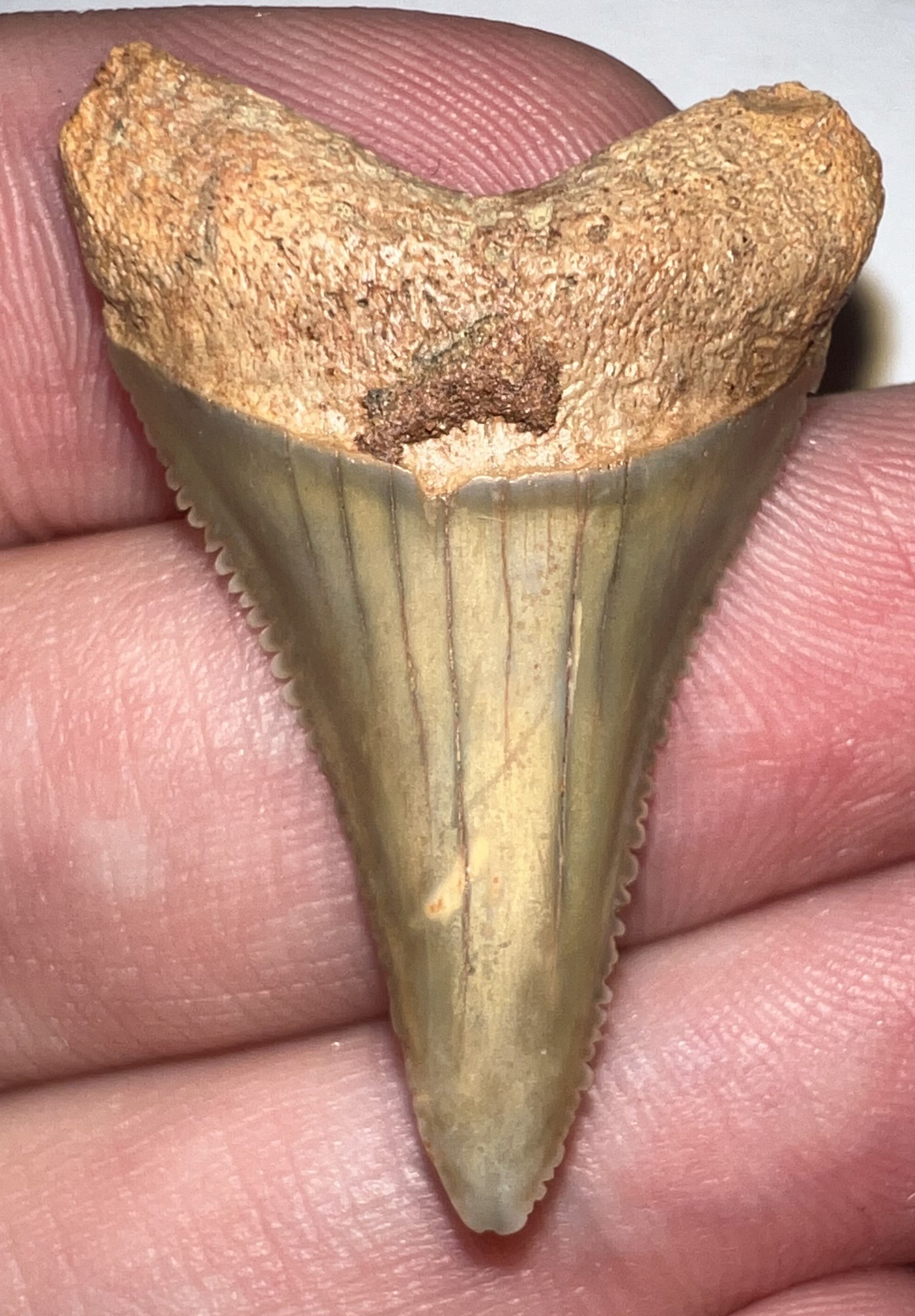 Chilean Fossil Great White Shark Tooth 1.387 Inches