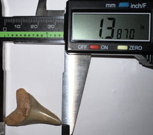 Load image into Gallery viewer, Chilean Fossil Great White Shark Tooth 1.387 Inches
