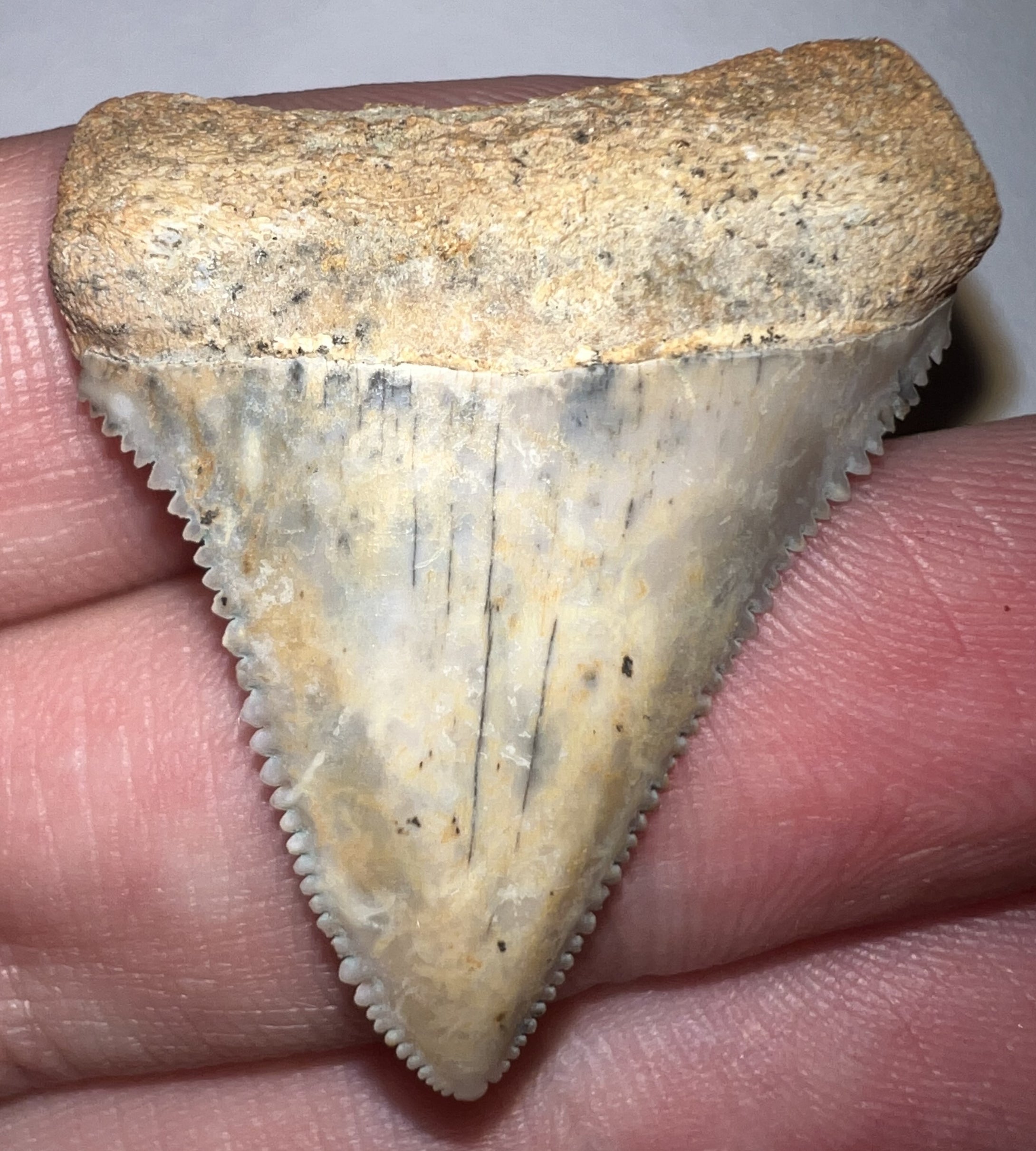 Pristine Chilean Fossil Great White Shark Tooth 1.42 Inches