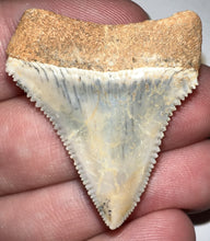 Load image into Gallery viewer, Pristine Chilean Fossil Great White Shark Tooth 1.42 Inches
