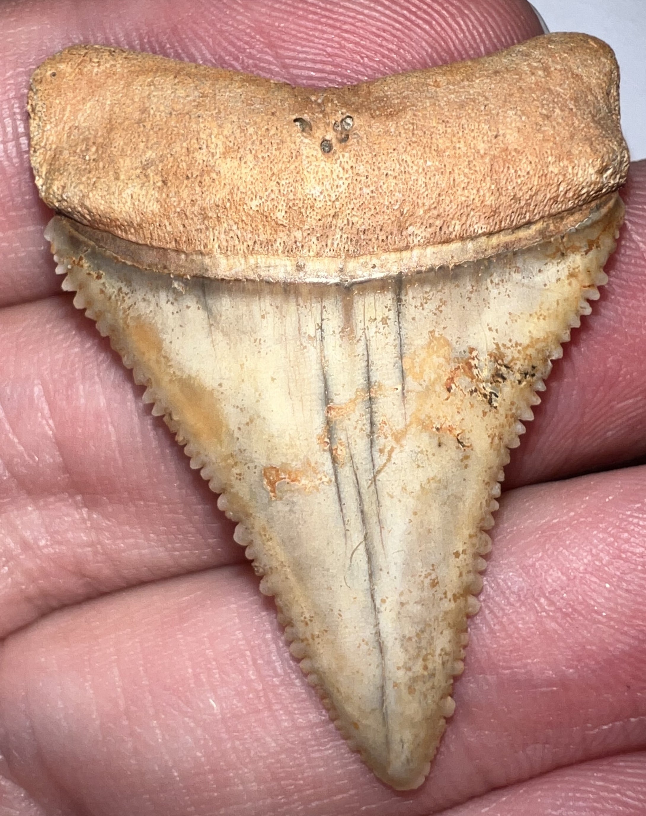 Pristine Large Chilean Fossil Great White Shark Tooth 1.6 Inches