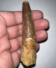 Load image into Gallery viewer, HUGE Spinosaur Fossil Dinosaur Tooth 3.43 Inches with Display Stand and Case
