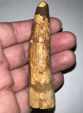 Load image into Gallery viewer, HUGE Spinosaur Fossil Dinosaur Tooth 3.43 Inches with Display Stand and Case
