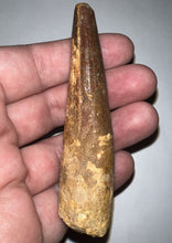 Load image into Gallery viewer, HUGE Spinosaur Fossil Dinosaur Tooth 3.43 Inches with Display Stand and Case
