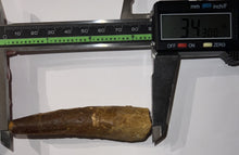 Load image into Gallery viewer, HUGE Spinosaur Fossil Dinosaur Tooth 3.43 Inches with Display Stand and Case
