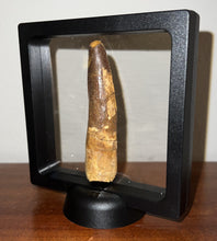 Load image into Gallery viewer, HUGE Spinosaur Fossil Dinosaur Tooth 3.43 Inches with Display Stand and Case
