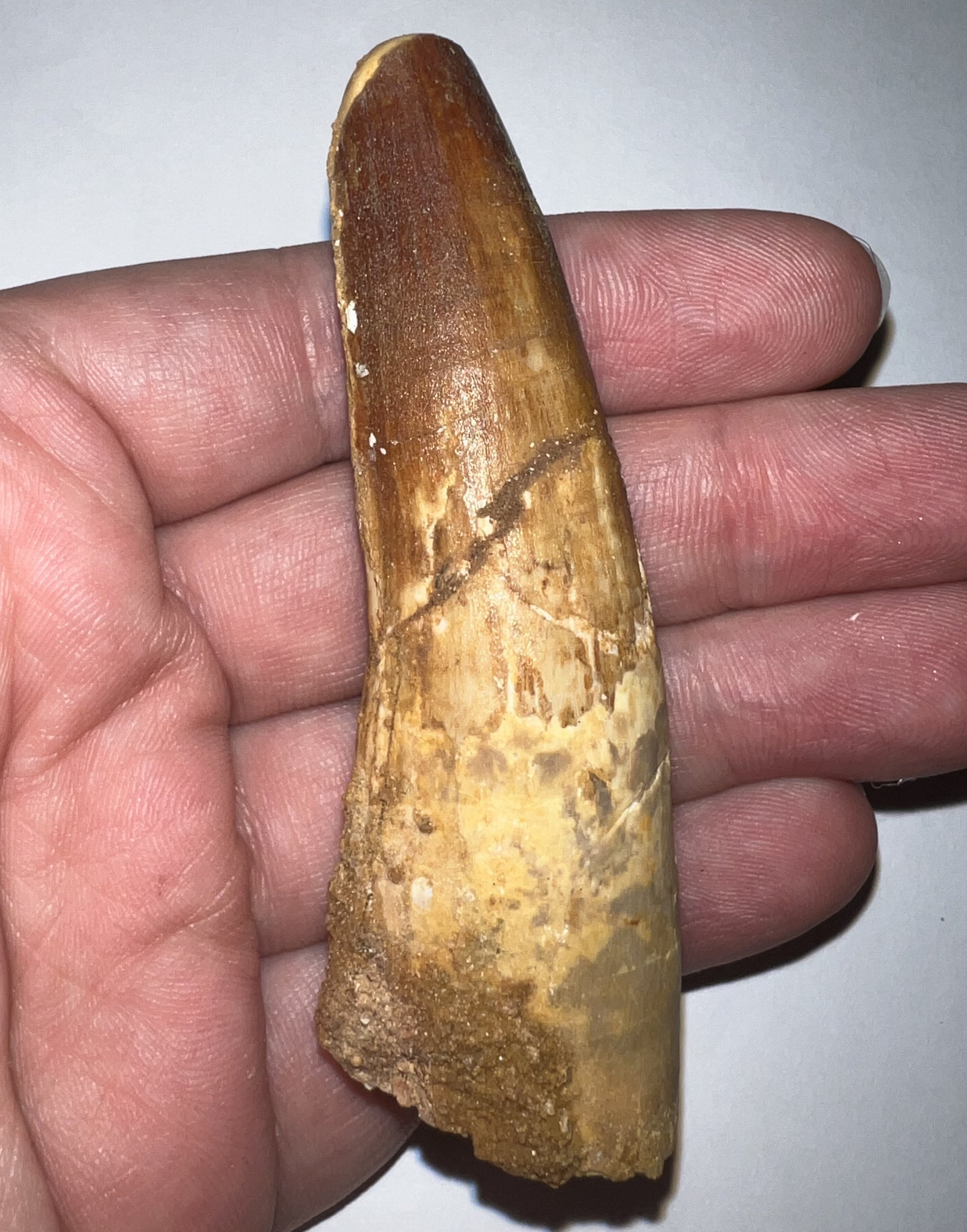 HUGE Spinosaur Fossil Dinosaur Tooth 3.34 Inches with Display Stand and Case