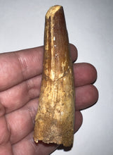 Load image into Gallery viewer, HUGE Spinosaur Fossil Dinosaur Tooth 3.34 Inches with Display Stand and Case
