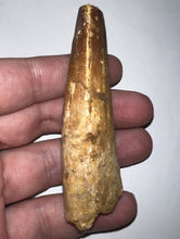 Load image into Gallery viewer, HUGE Spinosaur Fossil Dinosaur Tooth 3.34 Inches with Display Stand and Case
